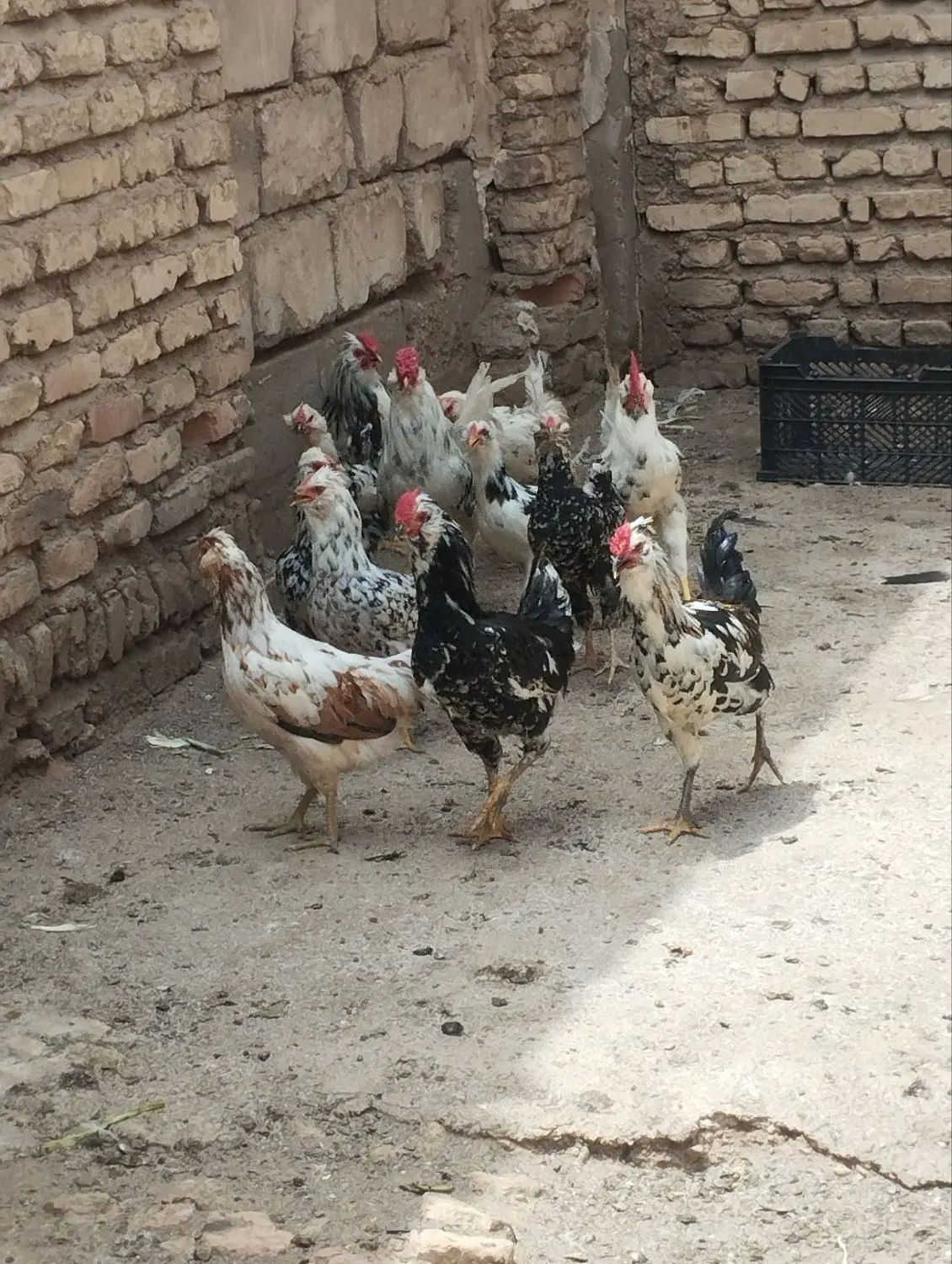 خروس|حیوانات مزرعه|شیراز, سفیرشمالی|دیوار