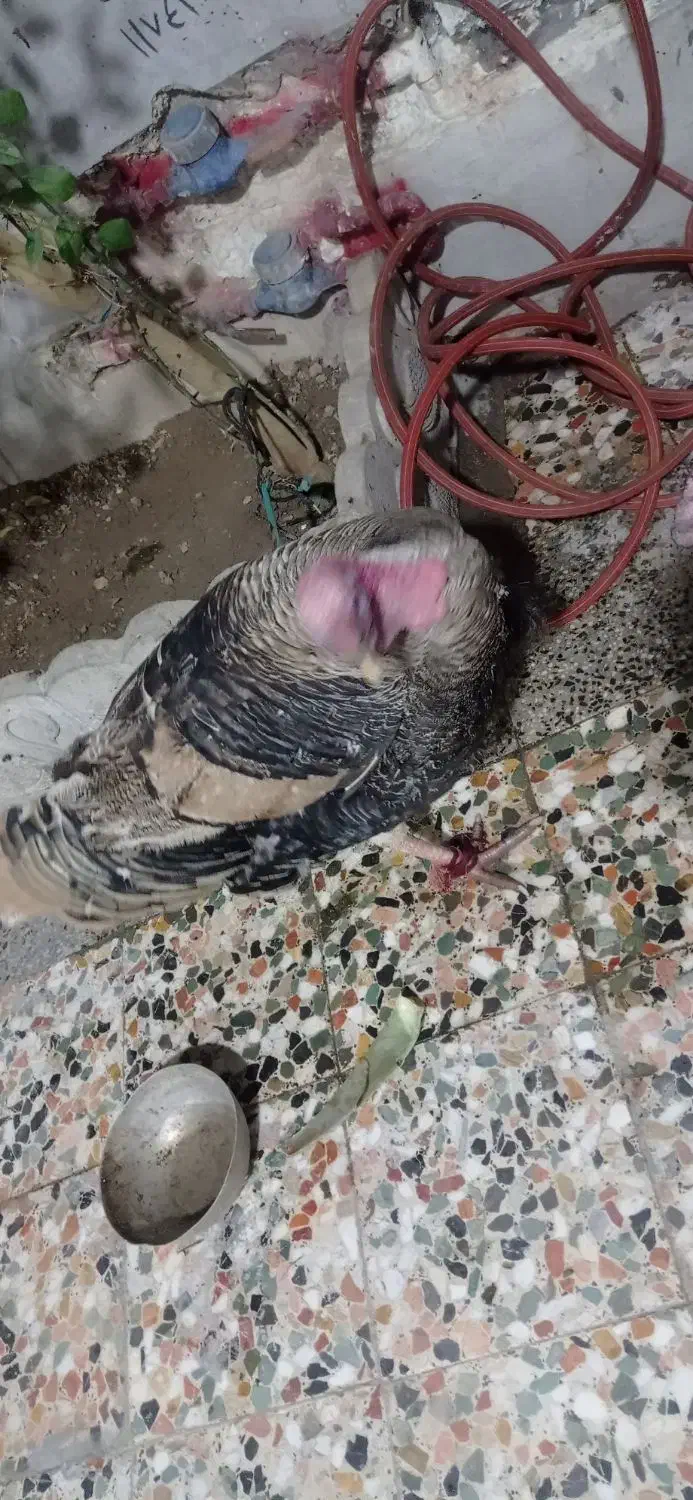 بوقله|حیوانات مزرعه|دهدشت, |دیوار