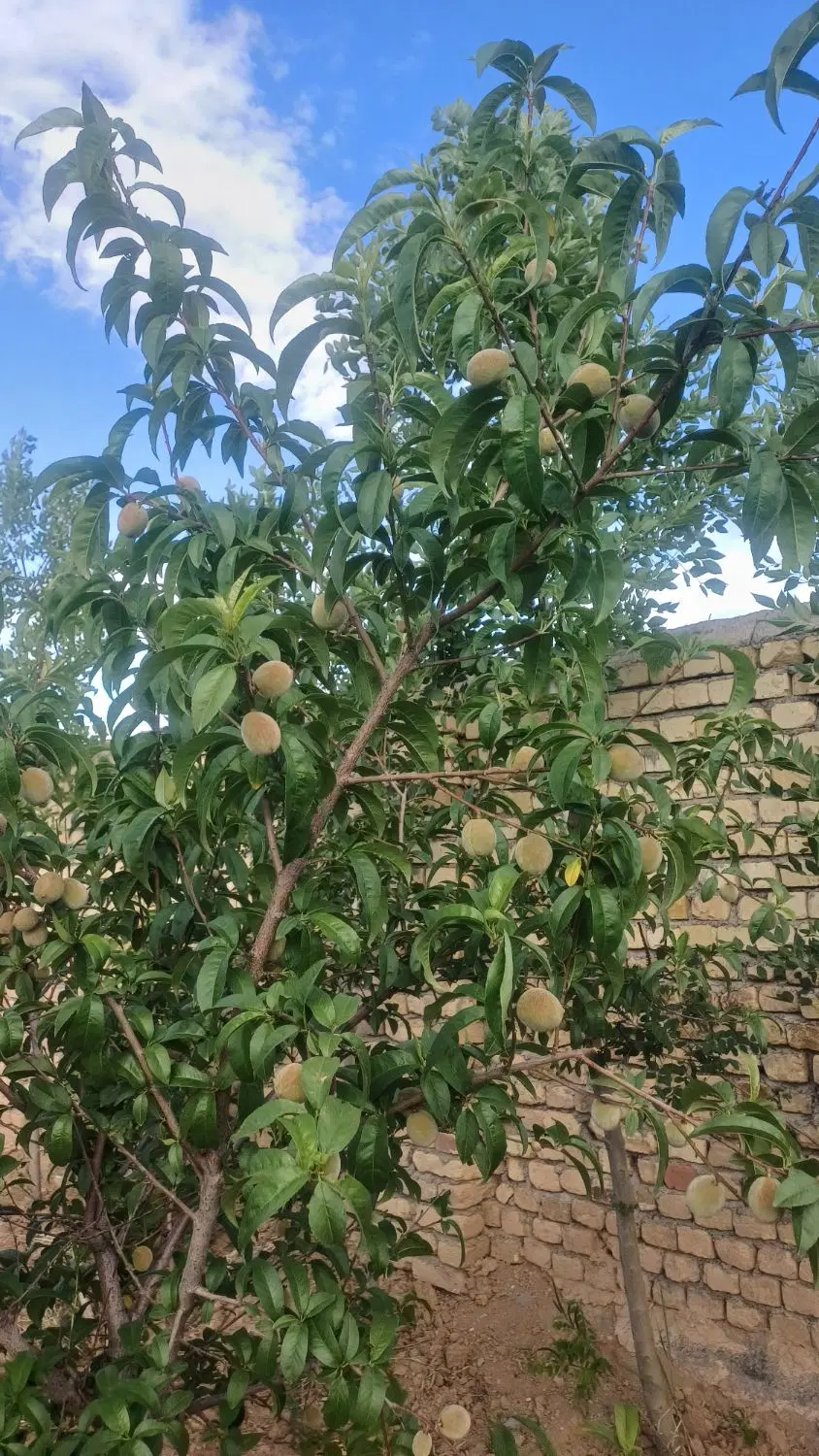 باغ|خدمات باغبانی و درختکاری|میلاجرد, |دیوار