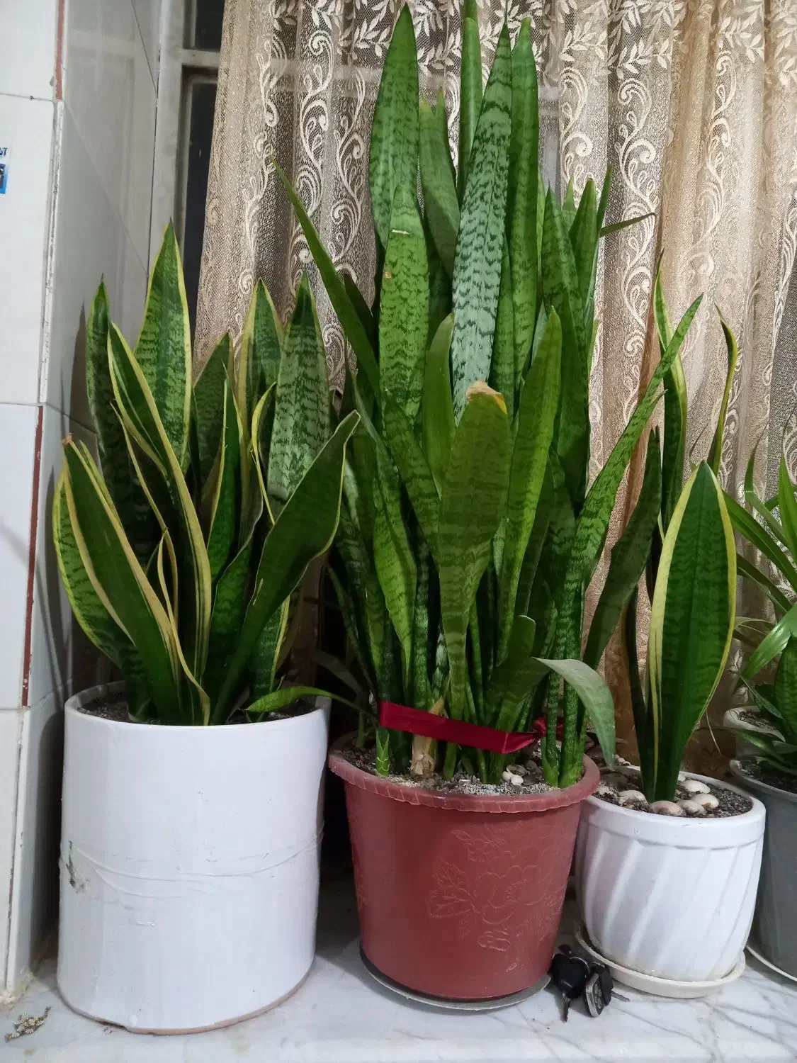 انواع گل|گل و گیاه طبیعی|نیشابور, شهید بهشتی|دیوار