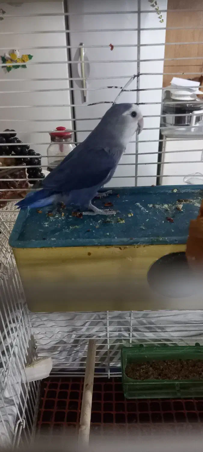 یک جفت طوطی برزیلی مولد|پرنده|بیجار, |دیوار