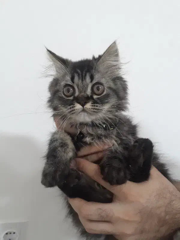 گربه پرشین|گربه|بوکان, |دیوار