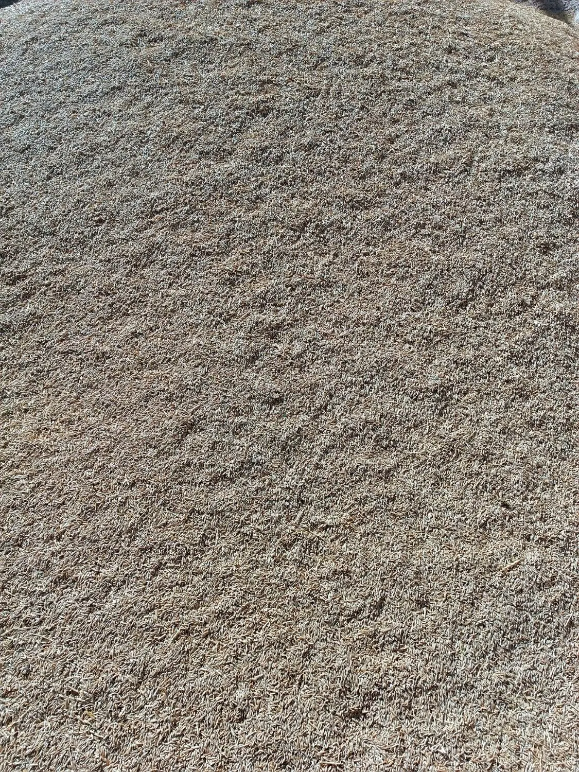 جوو|گل و گیاه طبیعی|کنگاور, |دیوار