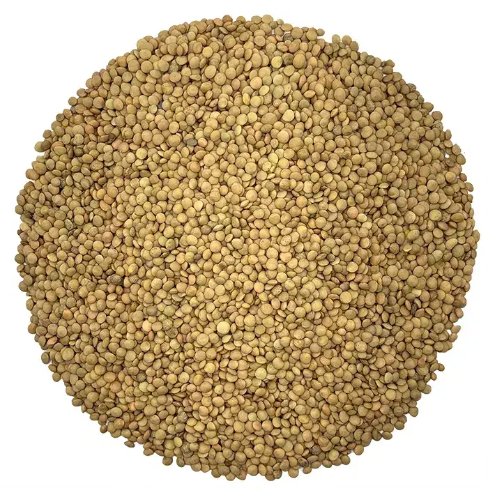 فروش عدس|خوردنی و آشامیدنی|بزینه رود, |دیوار