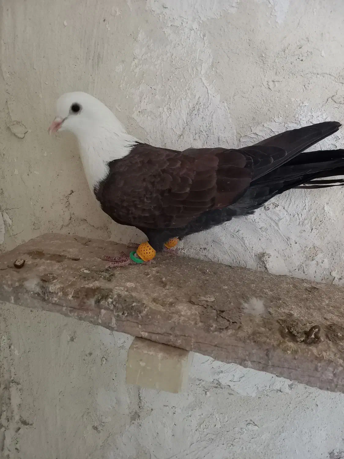 سر سفید|پرنده|محمدیه-قزوین, |دیوار