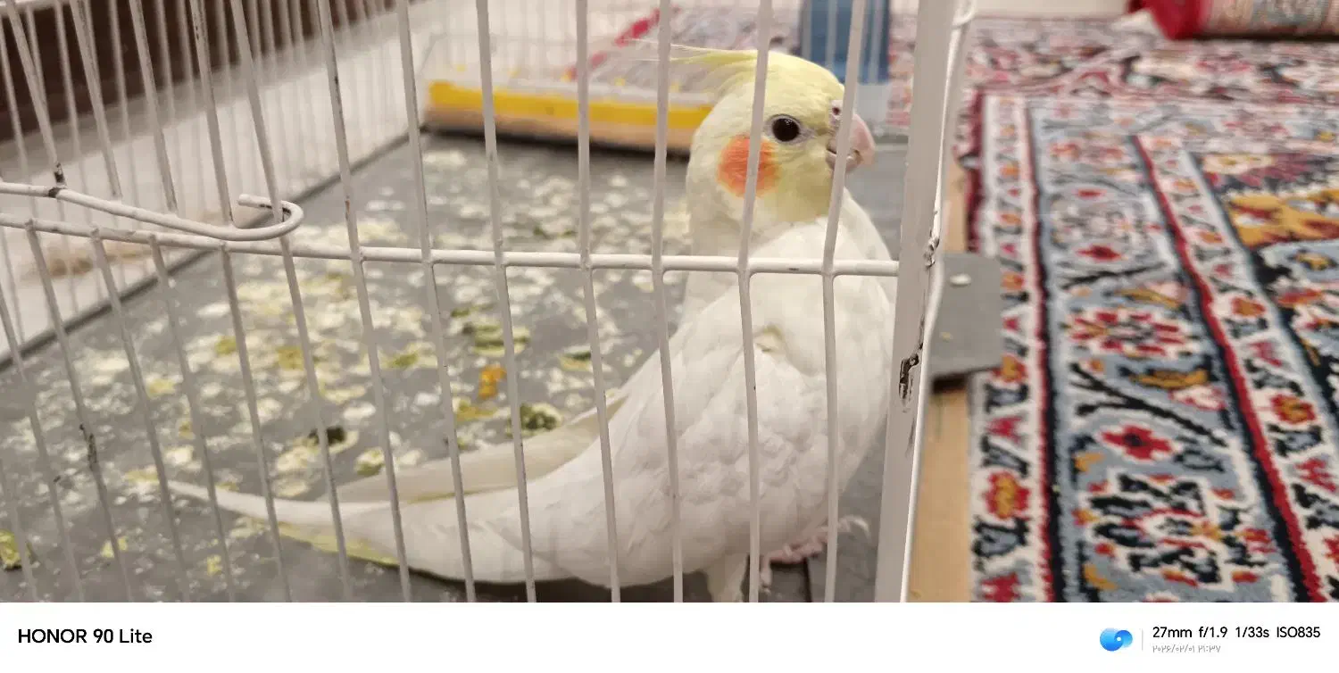 پرنده|پرنده|یزد, |دیوار