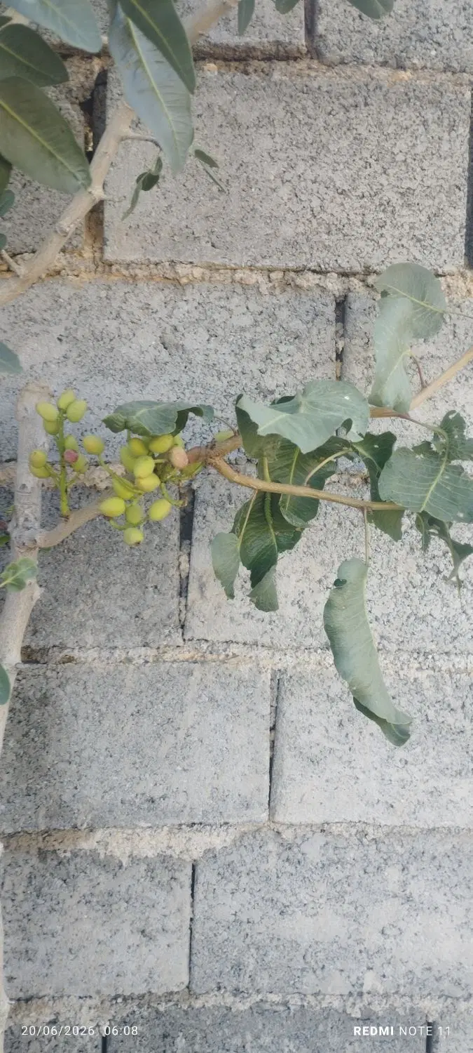 تصویر 3
