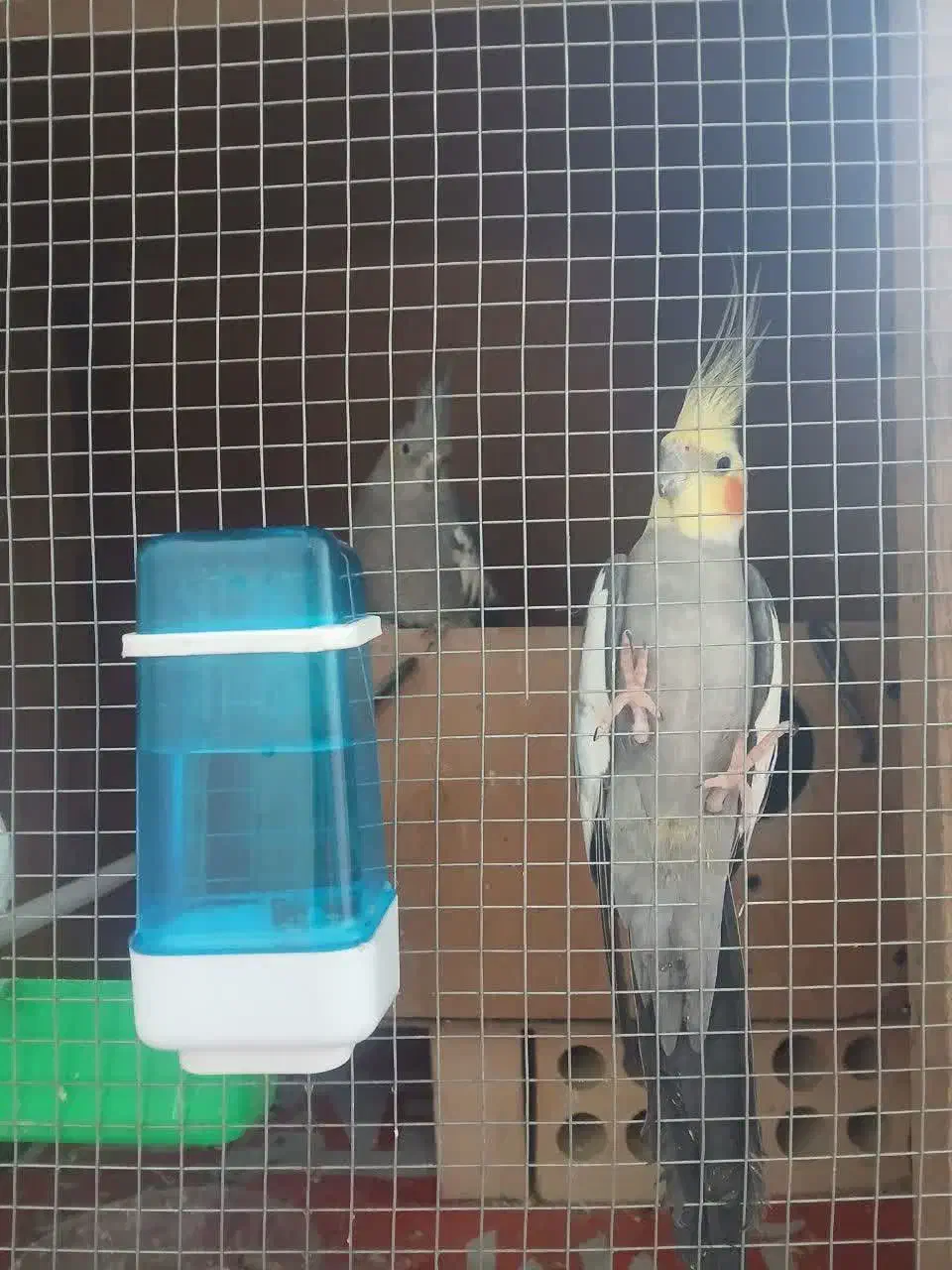 فروش عروس هلندی لوتینو. سینامو|پرنده|یزد, |دیوار