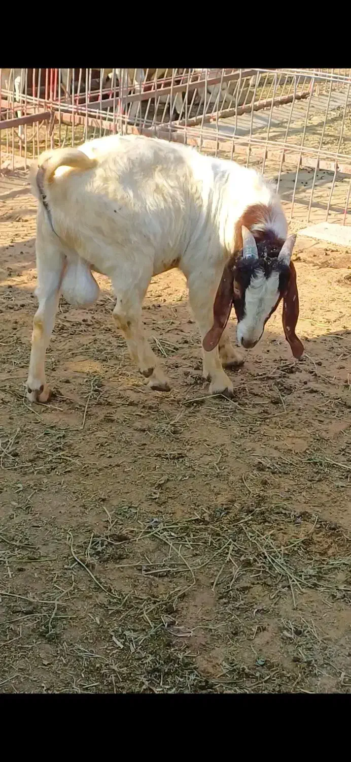 بویر بالغ|حیوانات مزرعه|کرمانشاه, |دیوار