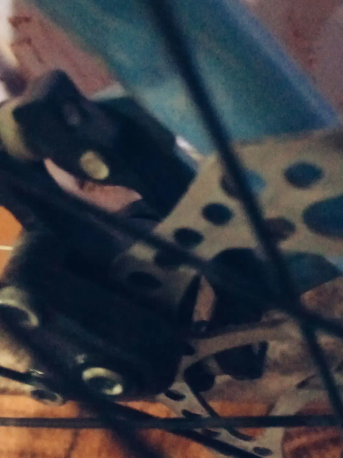 دوچرخه|دوچرخه، اسکیت، اسکوتر|کهنوج, |دیوار