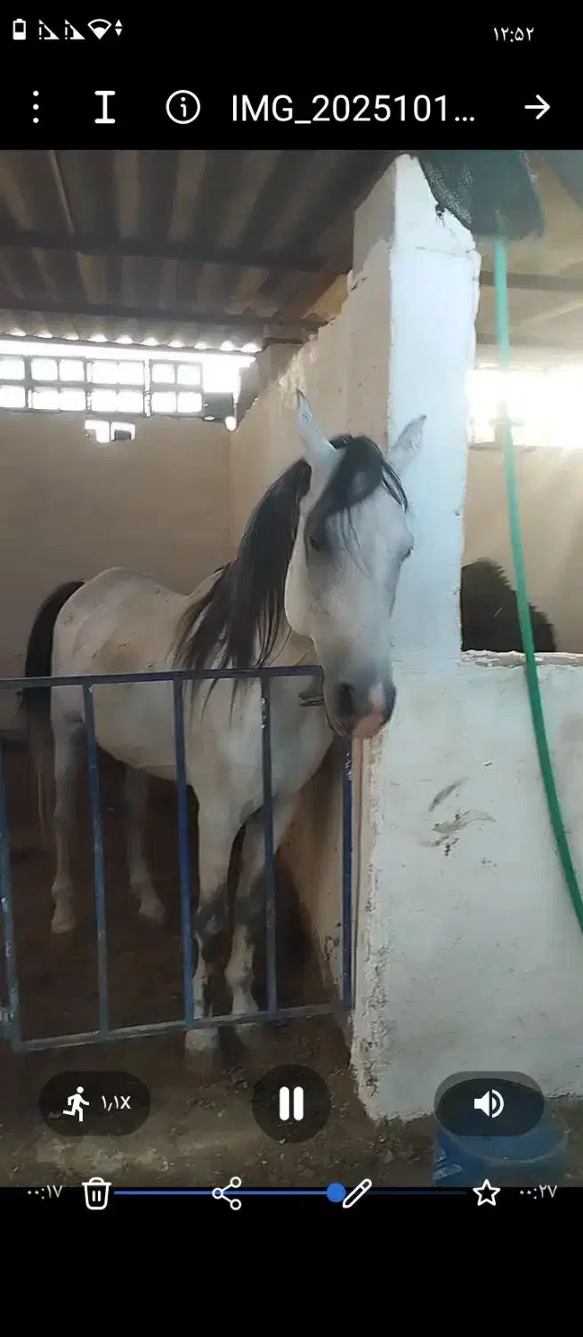 اسب سوز کرد|اسب و تجهیزات اسب‌سواری|میبد, |دیوار