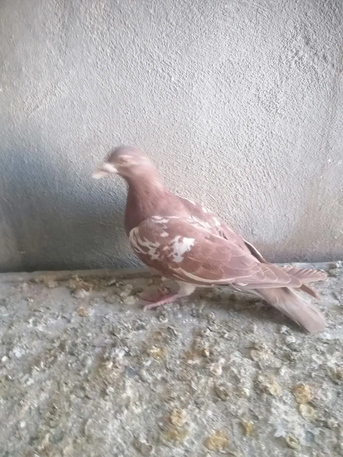 کبوتر|پرنده|گلپایگان, |دیوار