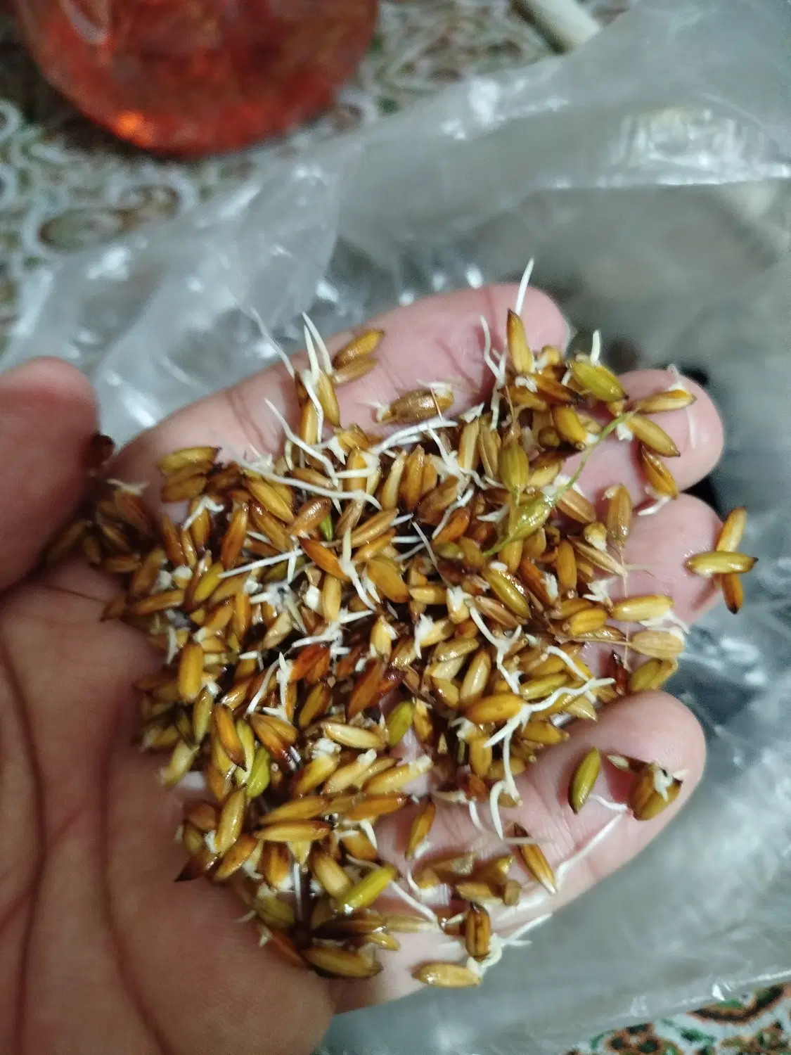 بذر درجه۱|گل و گیاه طبیعی|اهواز, غیزانیه|دیوار
