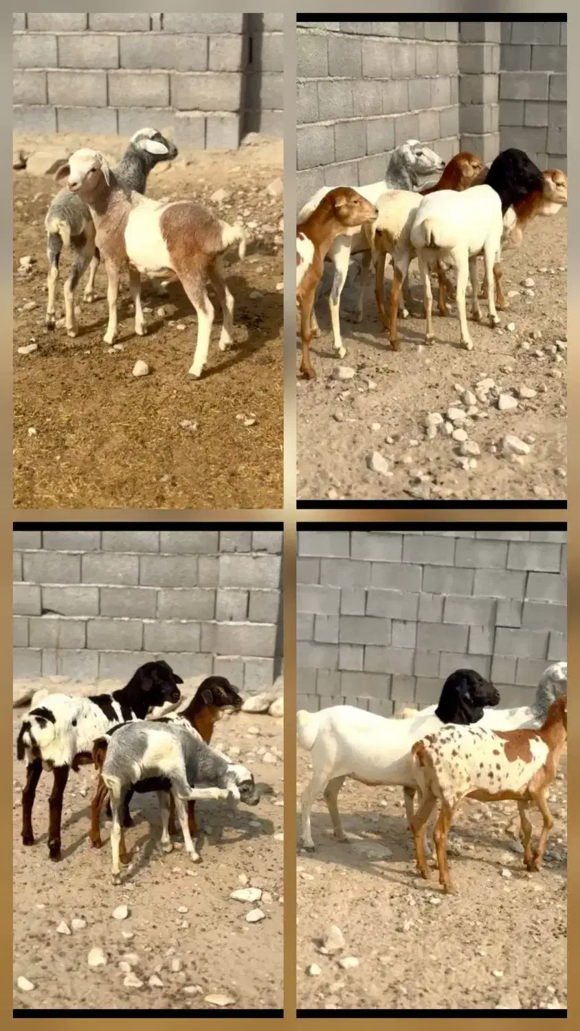 بویر بالغ|حیوانات مزرعه|کرمانشاه, |دیوار