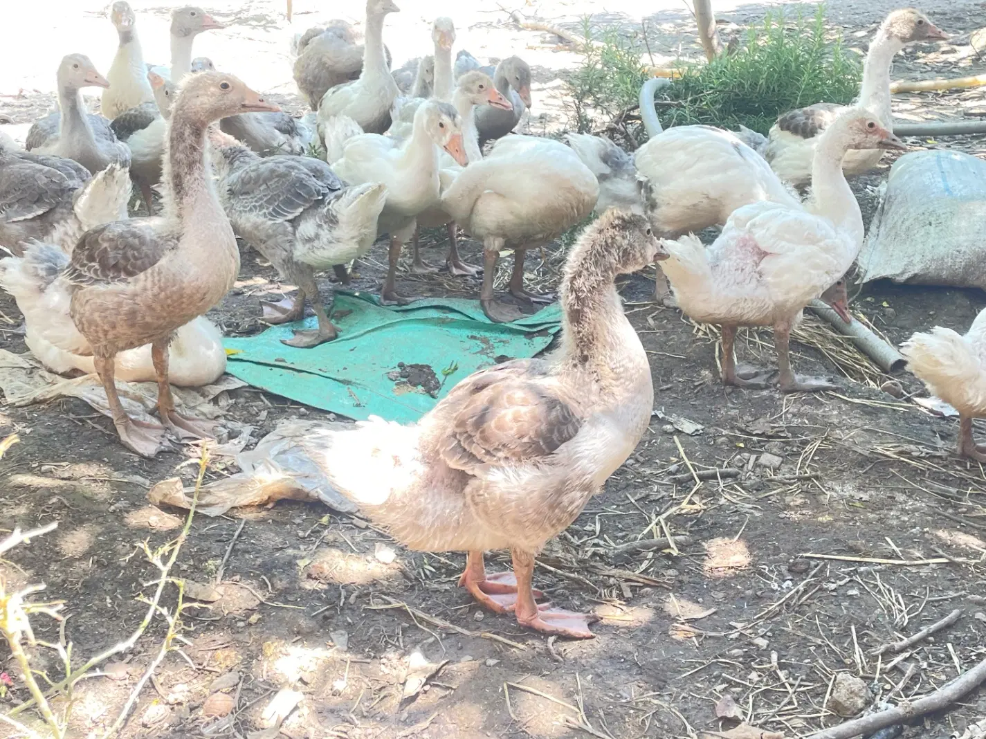 جوجه غاز|حیوانات مزرعه|علیآباد کتول, |دیوار