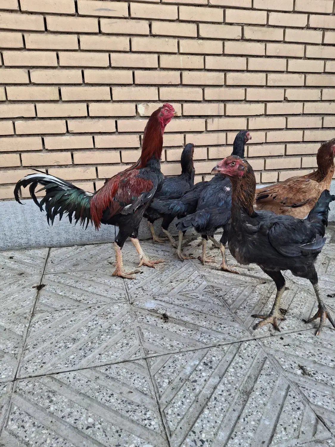 مرغ لاری|حیوانات مزرعه|مبارکه, |دیوار