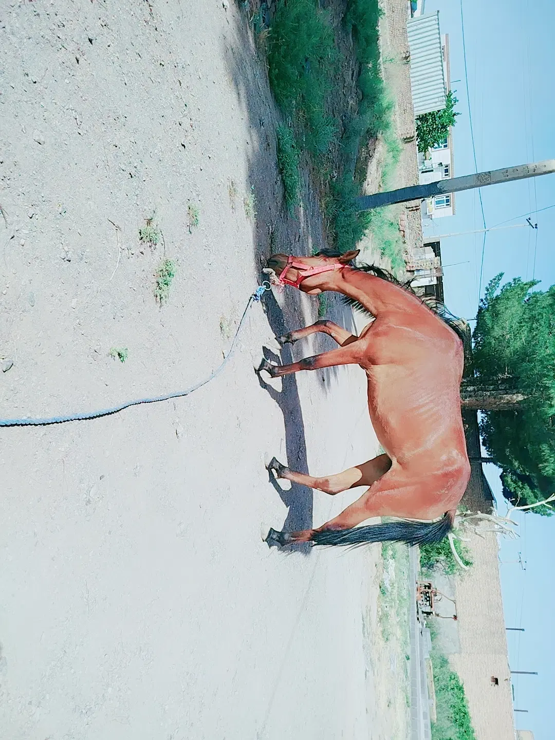 اسب|اسب و تجهیزات اسب‌سواری|خواف, |دیوار
