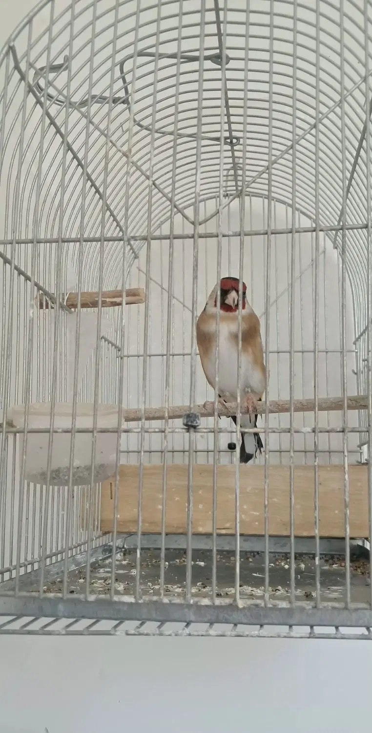 سهره|پرنده|کنگاور, |دیوار