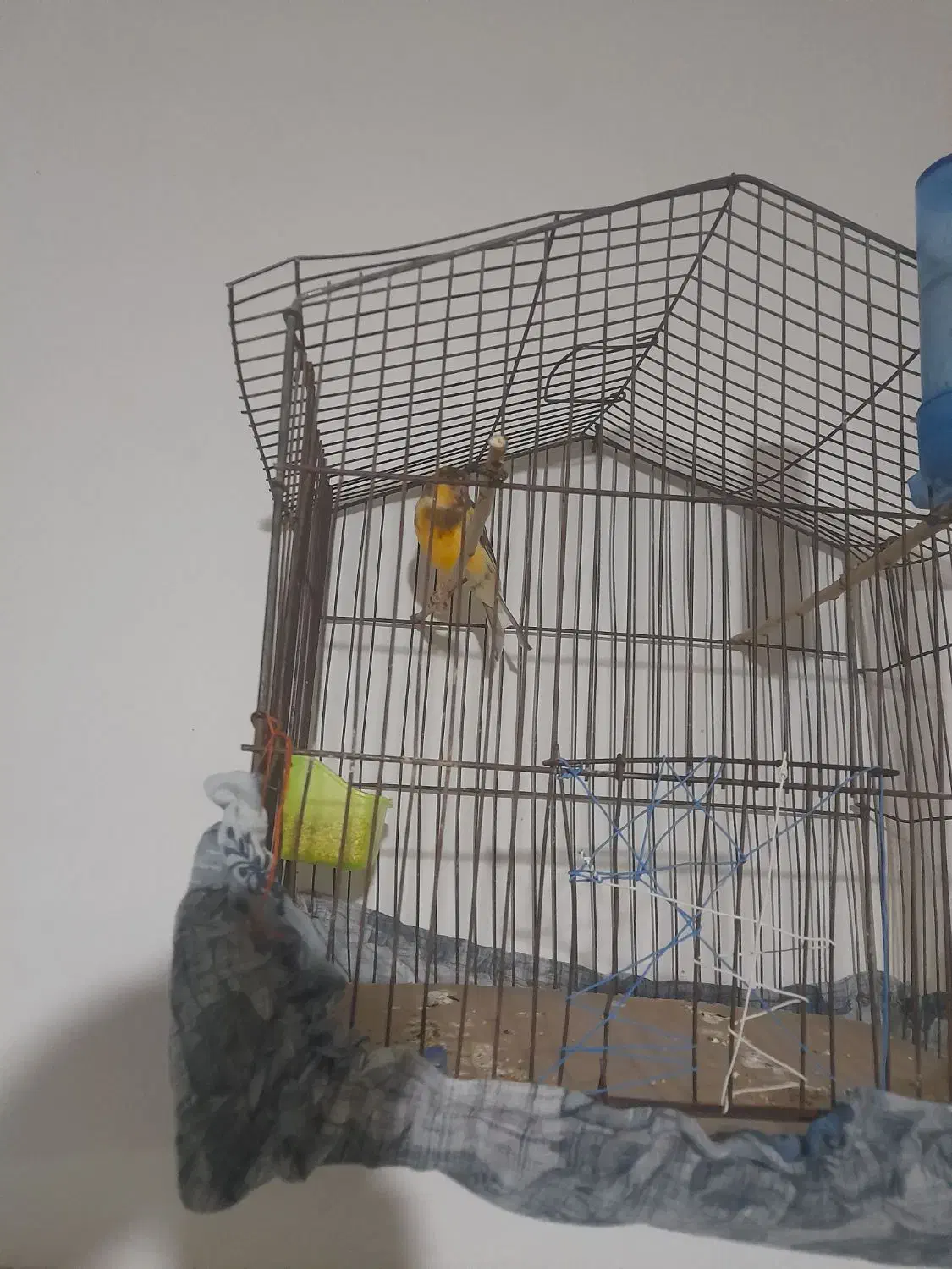 قناری|پرنده|قوچان, |دیوار