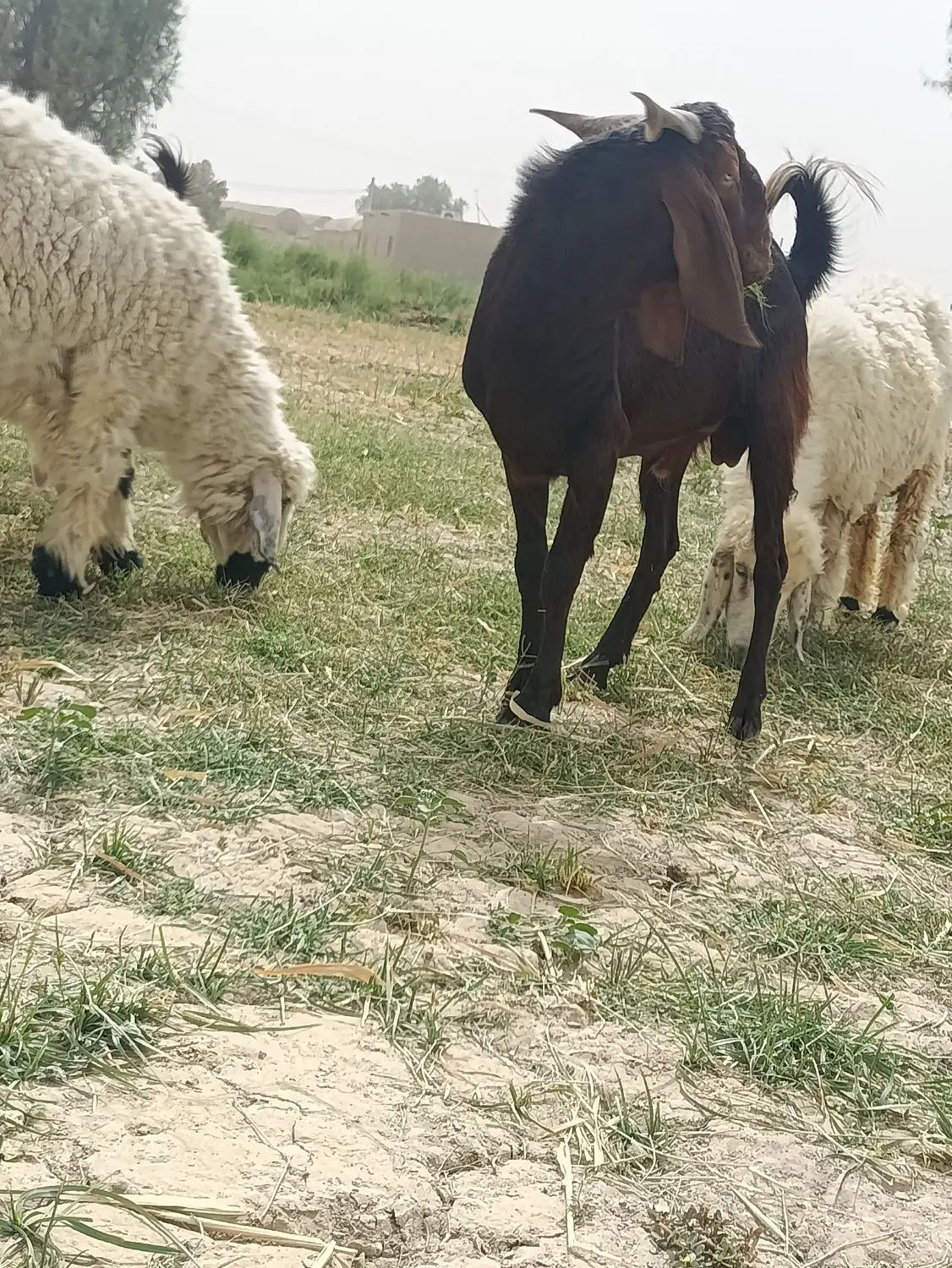 کعرهنر|حیوانات مزرعه|هیرمند, |دیوار