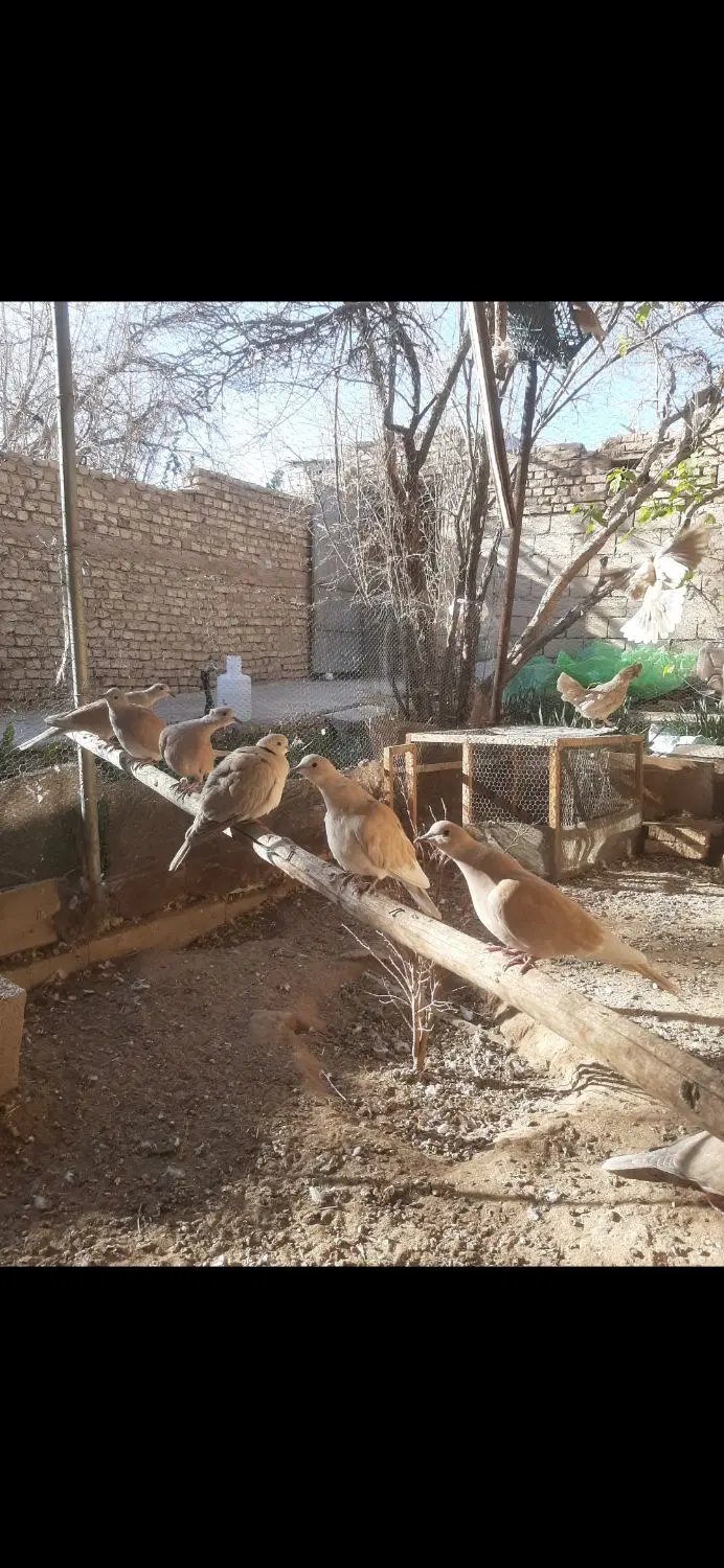 کفتر|پرنده|مهریز, |دیوار