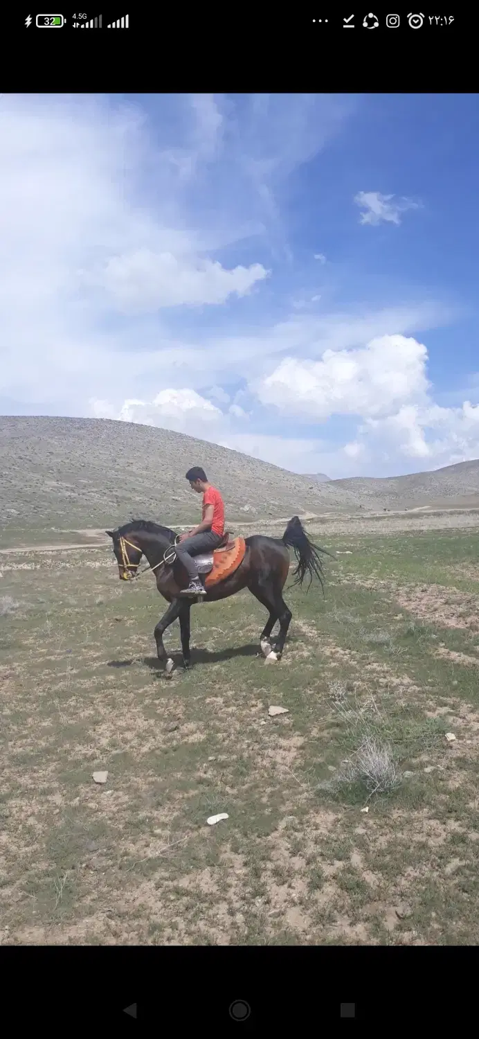 اسب|اسب و تجهیزات اسب‌سواری|الیگودرز, |دیوار