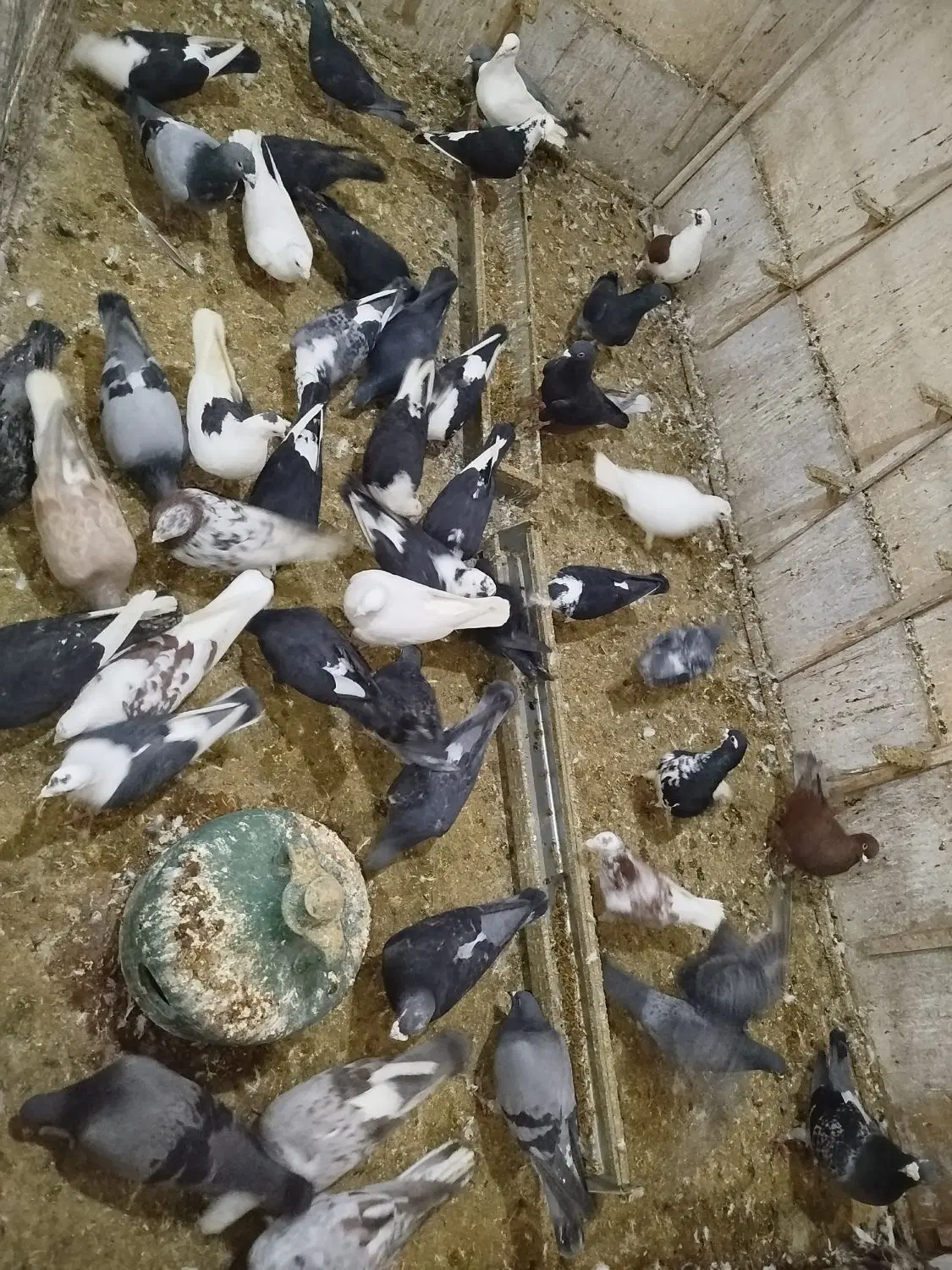 دونه 200|پرنده|اقلید, |دیوار