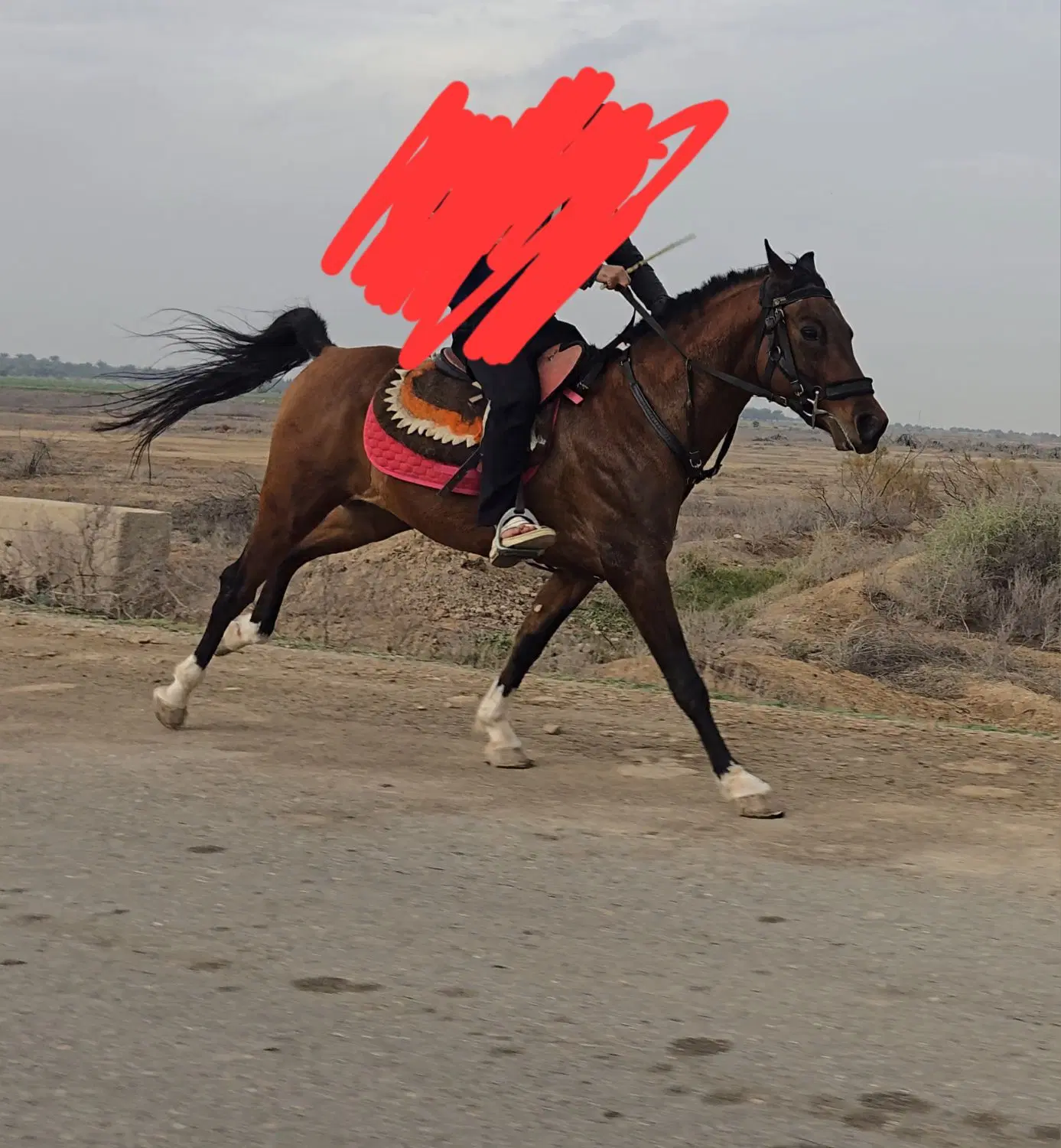 اسب|اسب و تجهیزات اسب‌سواری|چمران, |دیوار