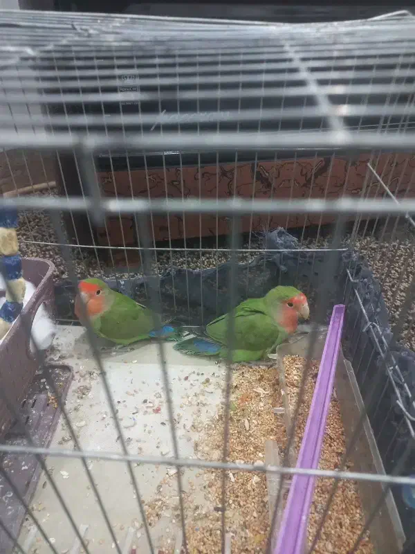 طوطی|پرنده|خاو و میرآباد, |دیوار