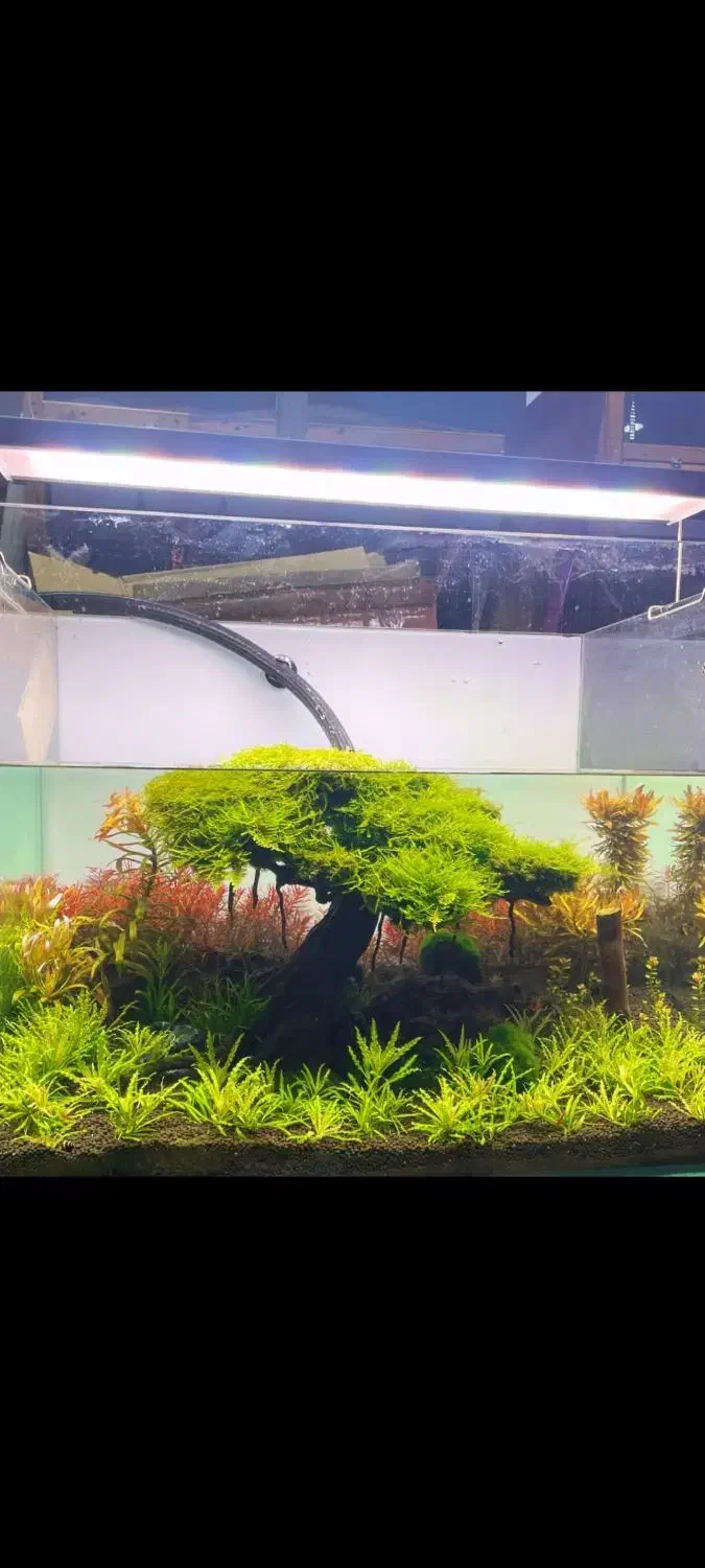 درخت پلنت|ماهی|نسیمشهر, |دیوار