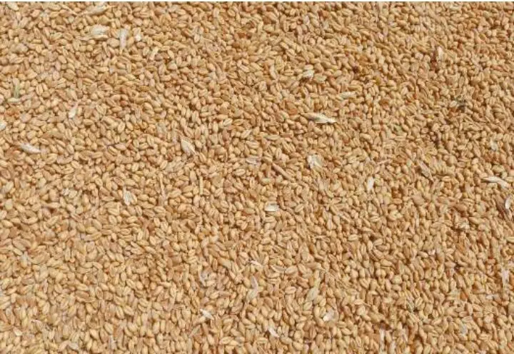 گندم دیم|عمده‌فروشی|بهمن صغاد, |دیوار