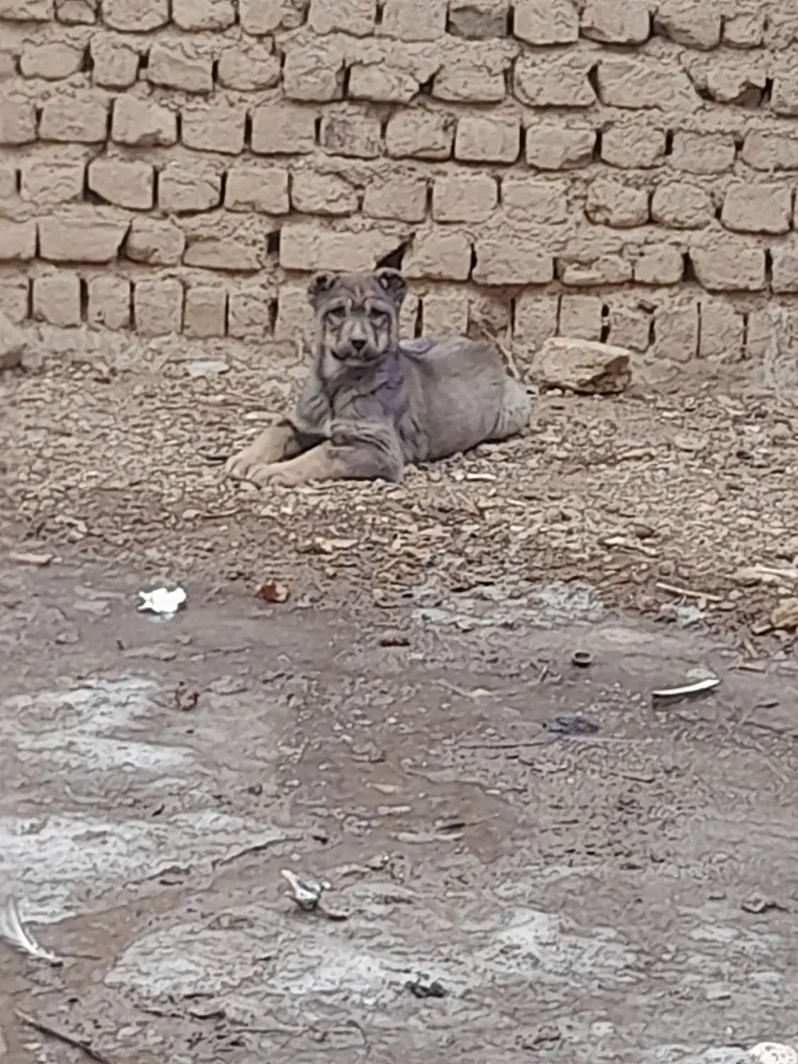 سگ سراب|سگ|خرمدره, |دیوار