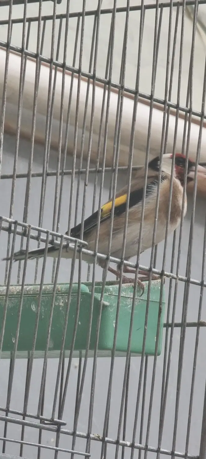 سهره مست|پرنده|یزد, |دیوار