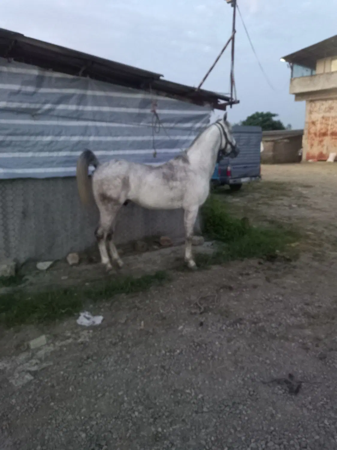 اسب درگ|اسب و تجهیزات اسب‌سواری|لنگرود, |دیوار