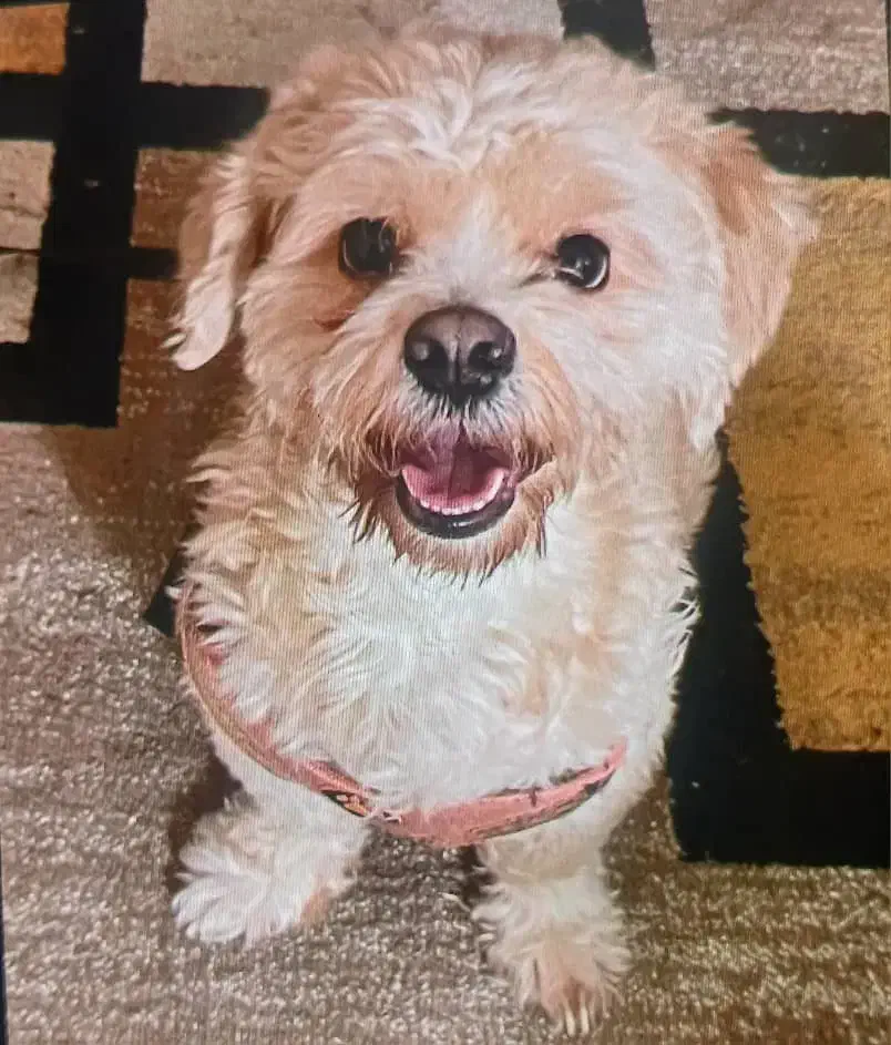 سگ شیتزو|سگ|اهواز, شهرک رزمندگان|دیوار