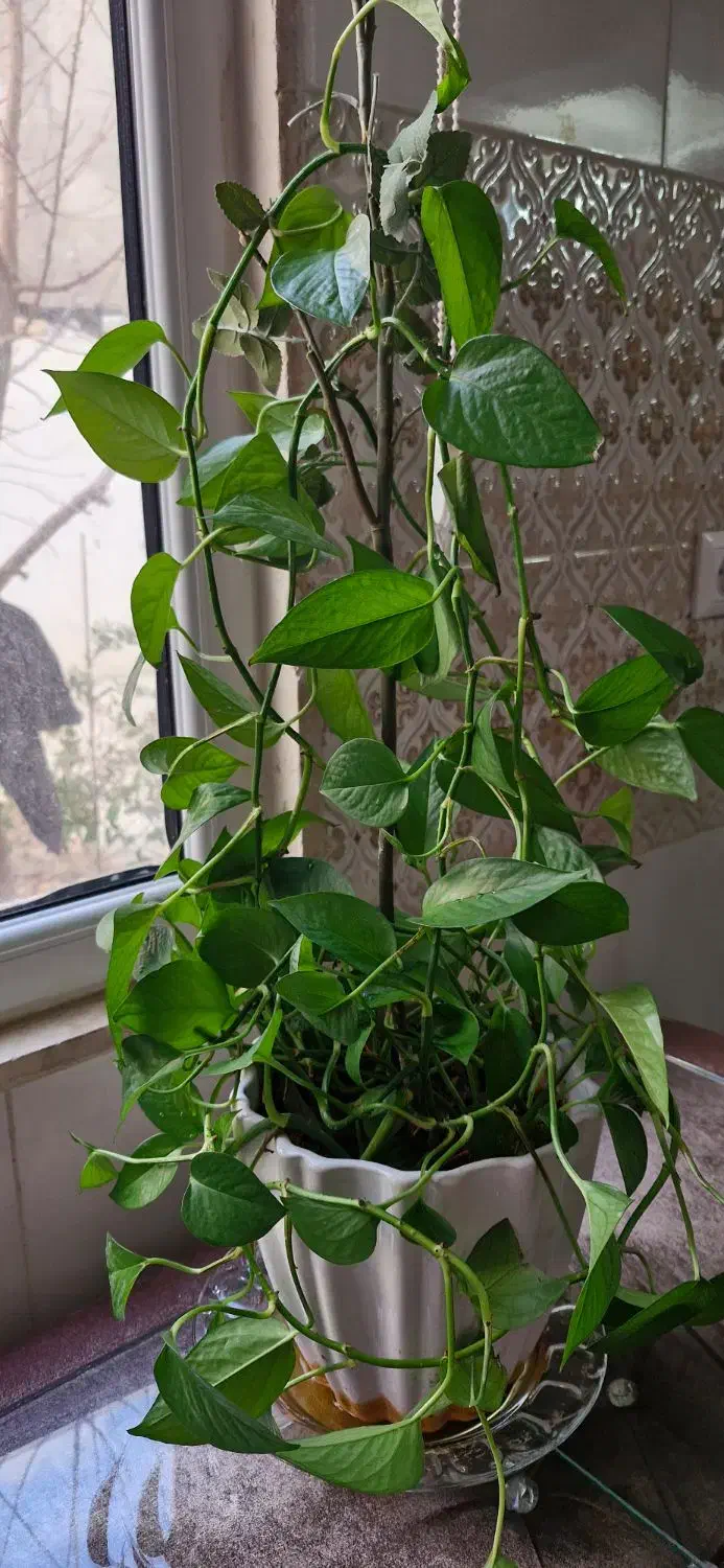 گل پتوس|گل و گیاه طبیعی|ابهر, |دیوار