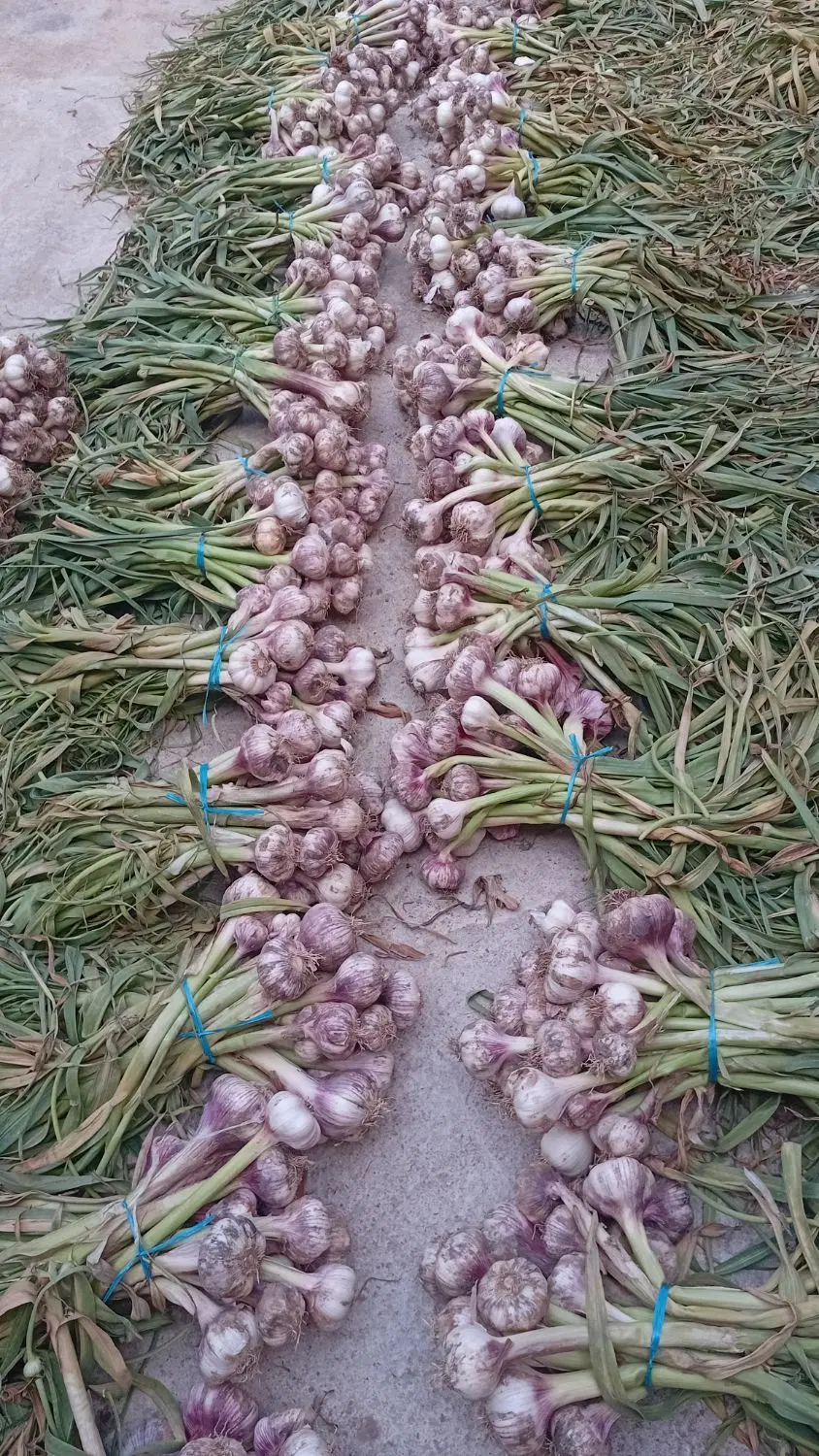 سیر طارم|خوردنی و آشامیدنی|خان ببین, |دیوار