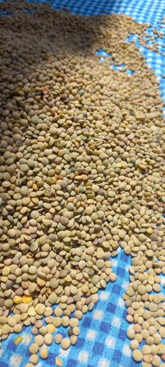 عدس|خوردنی و آشامیدنی|خانمیرزا, |دیوار