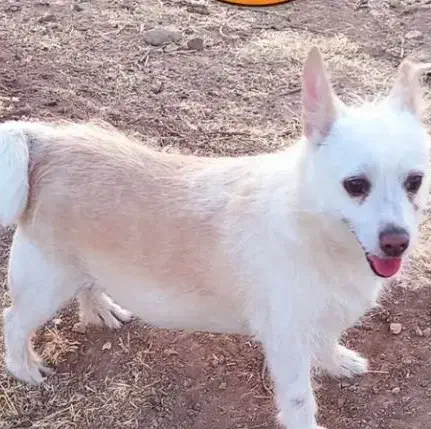 این صگ گم شده|حیوانات|تربتحیدریه, آغوی|دیوار