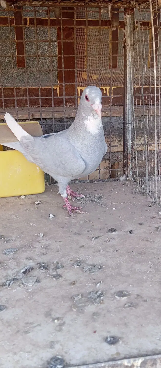 کبوتر|پرنده|نگار, |دیوار