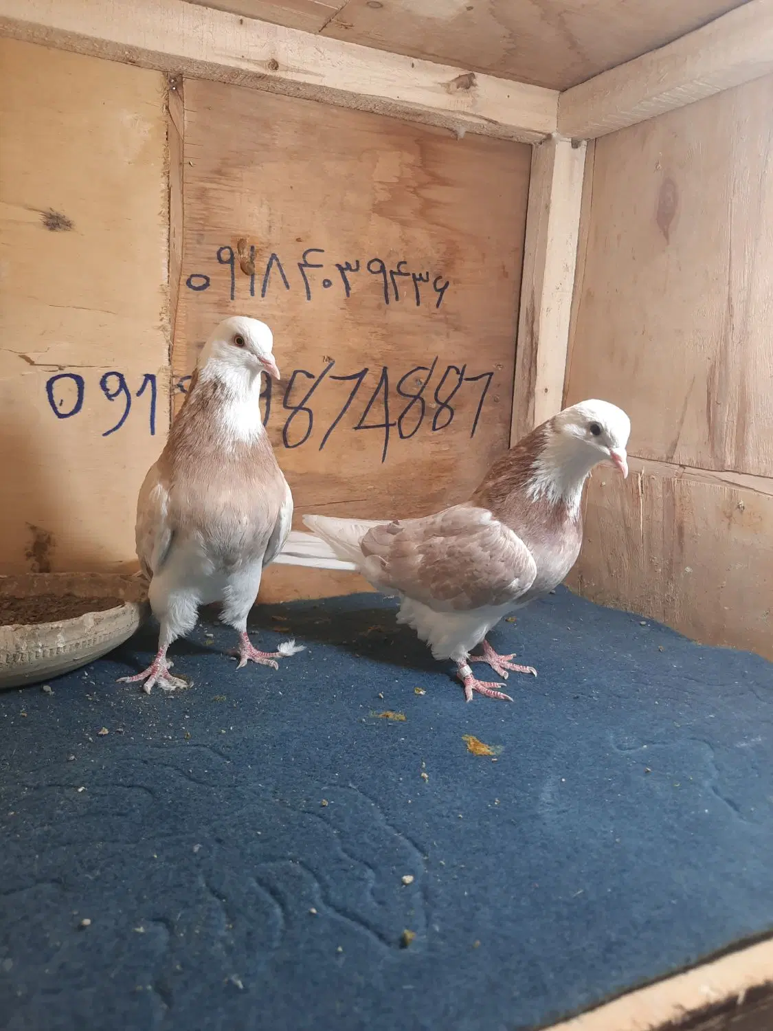 کبوتر|پرنده|معصومیه, |دیوار