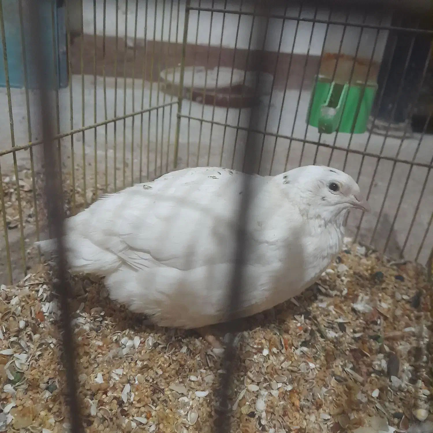 بلدرچین|پرنده|رشت, حومه رشت|دیوار