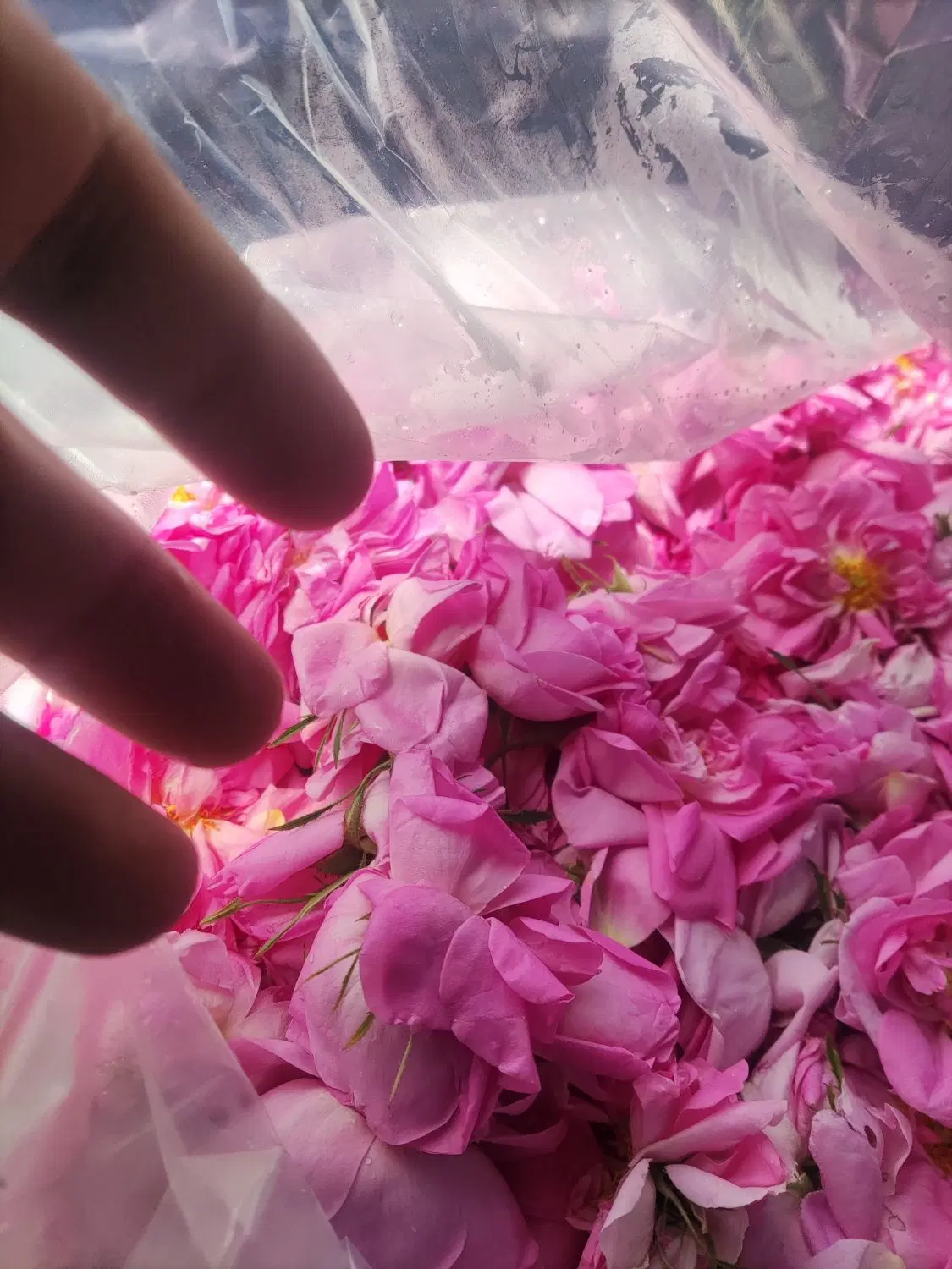 گل محمدی|گل و گیاه طبیعی|زرندیه, |دیوار