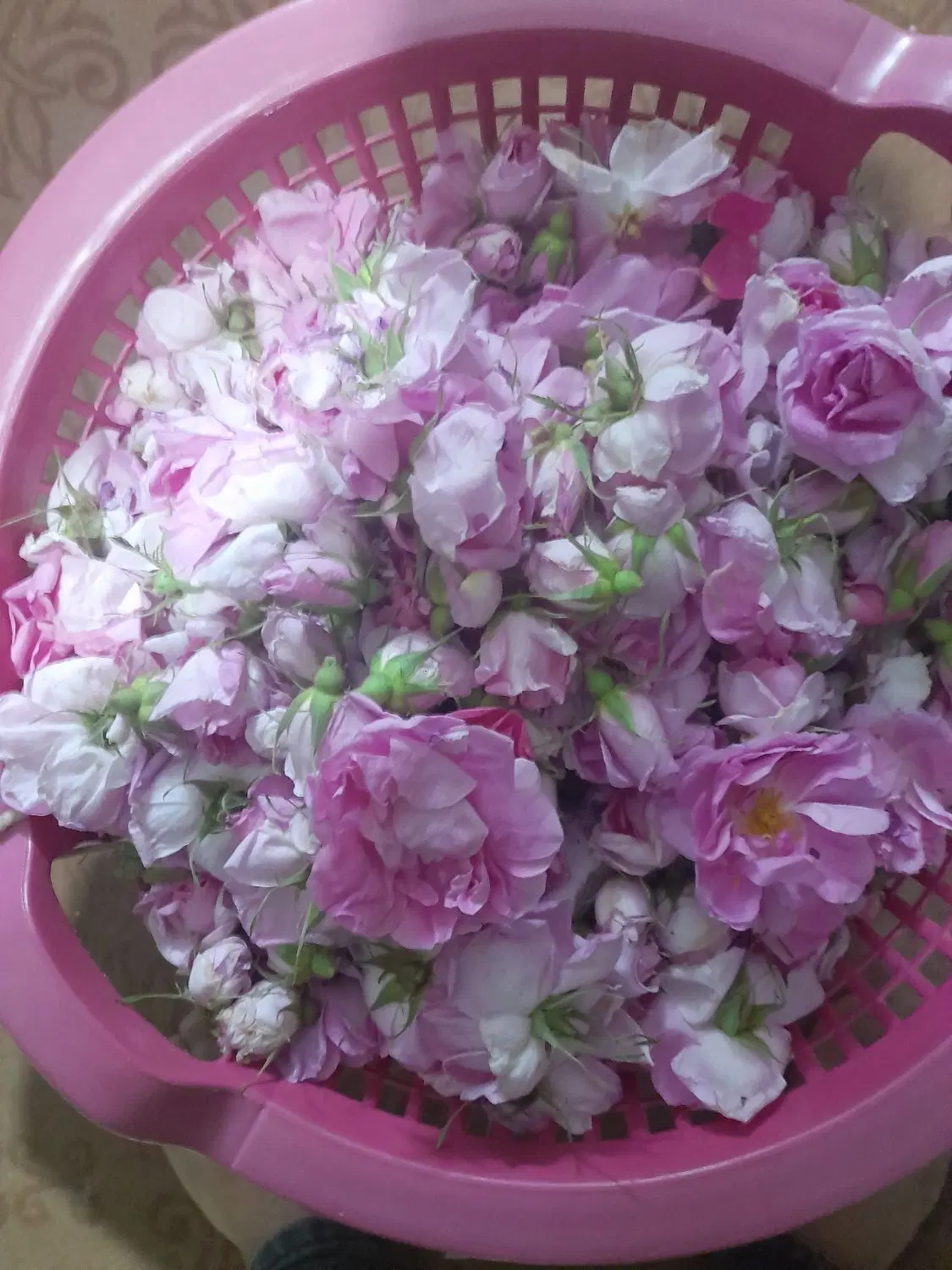 خوردنی|خوردنی و آشامیدنی|نیشابور, دربقاضی|دیوار