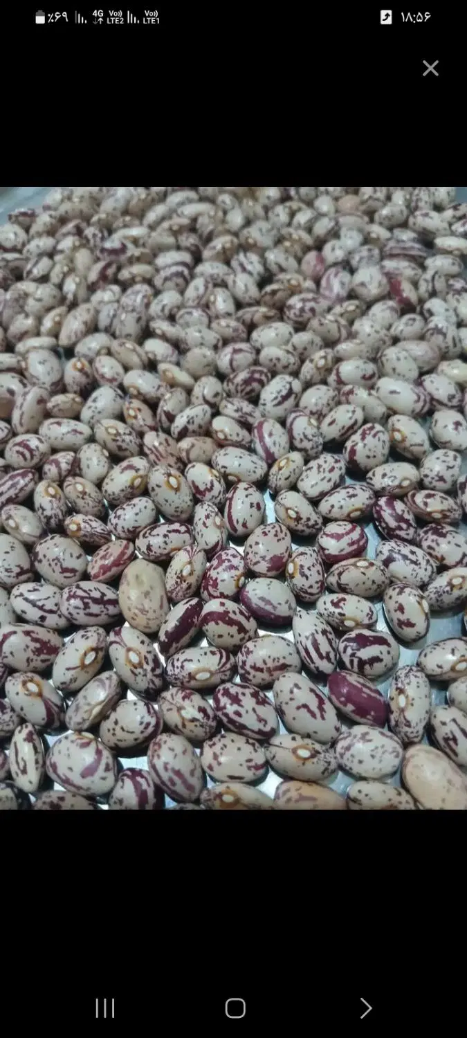 لوبیا چتی|خوردنی و آشامیدنی|سراب, |دیوار
