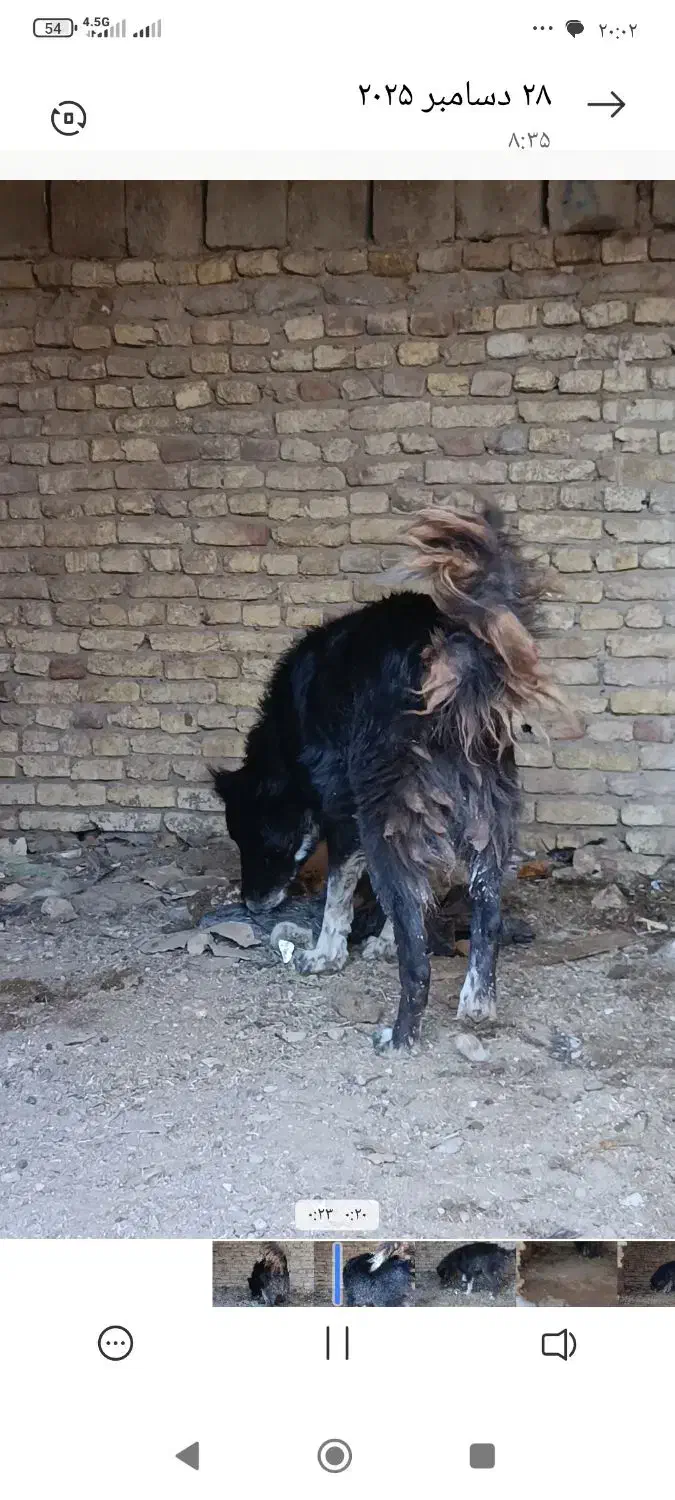 سگ گله|سگ|رامشه, |دیوار