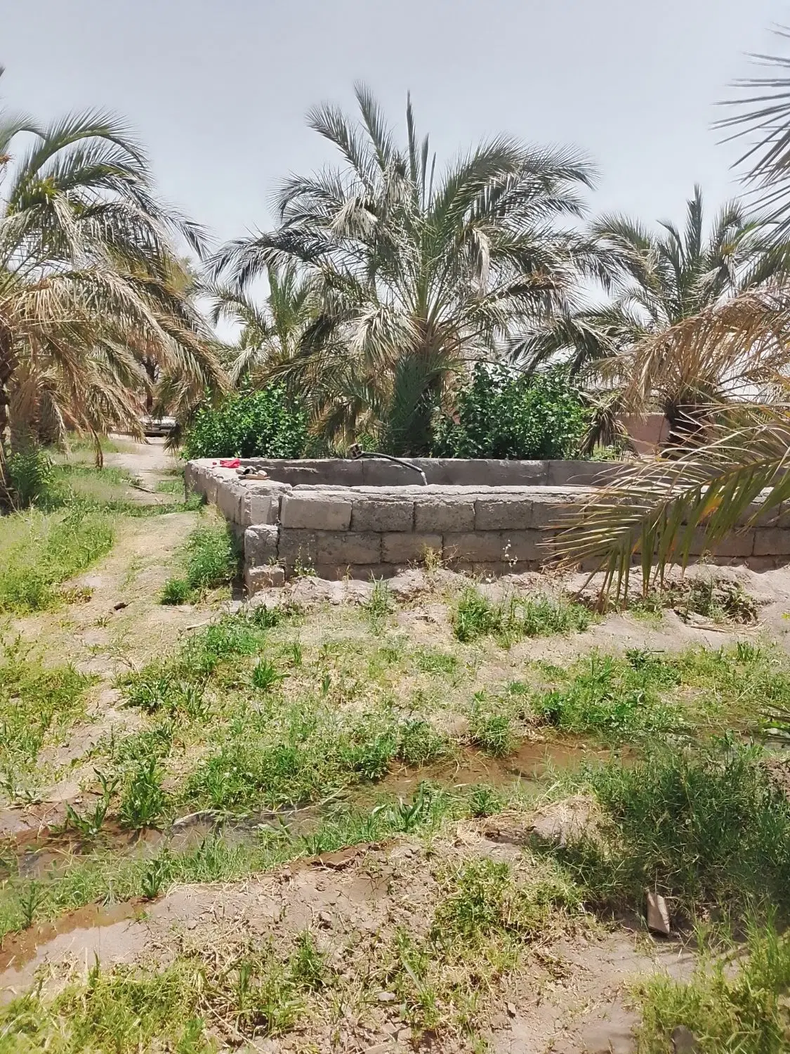 خونه باغ|فروش زمین و ملک کلنگی|نرماشیر, |دیوار