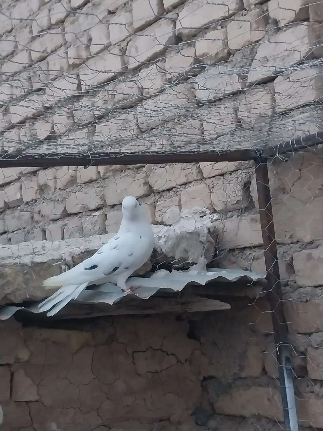 کفتر|پرنده|معصومیه, |دیوار