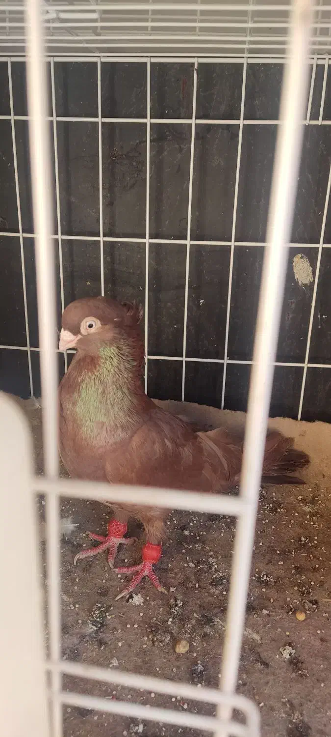 صرب سرخ|پرنده|امیدیه, |دیوار