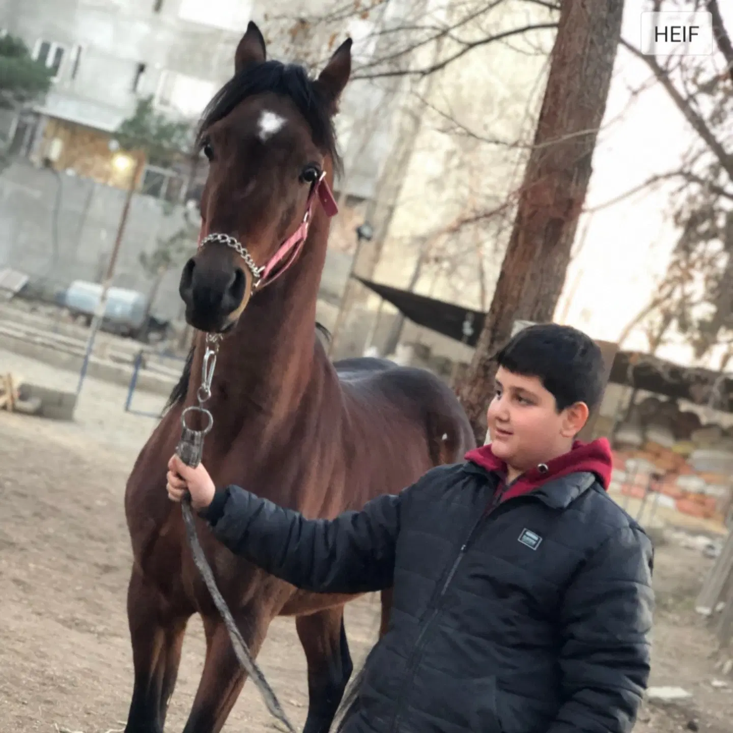 اسب|اسب و تجهیزات اسب‌سواری|چهاردانگه (تهران), |دیوار